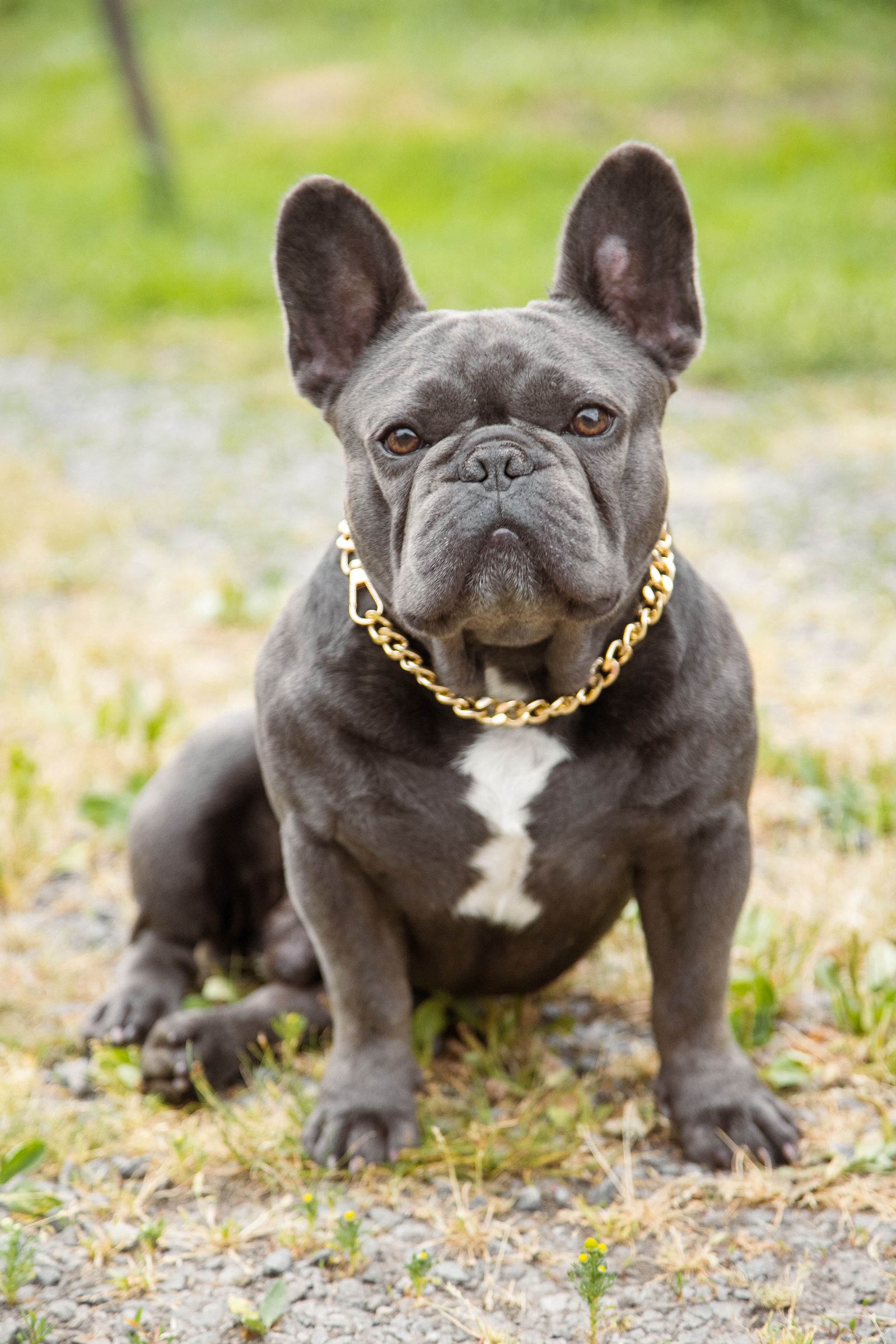 Buster, buldog francez de 5 ani, mascota HeyBuster