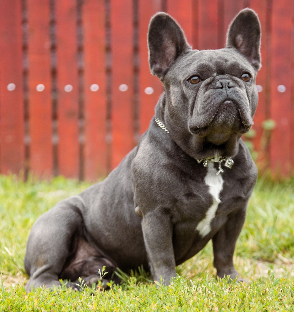 Portret al lui Buster, buldog francez