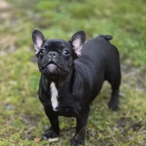 Luna - Bulldog Francez